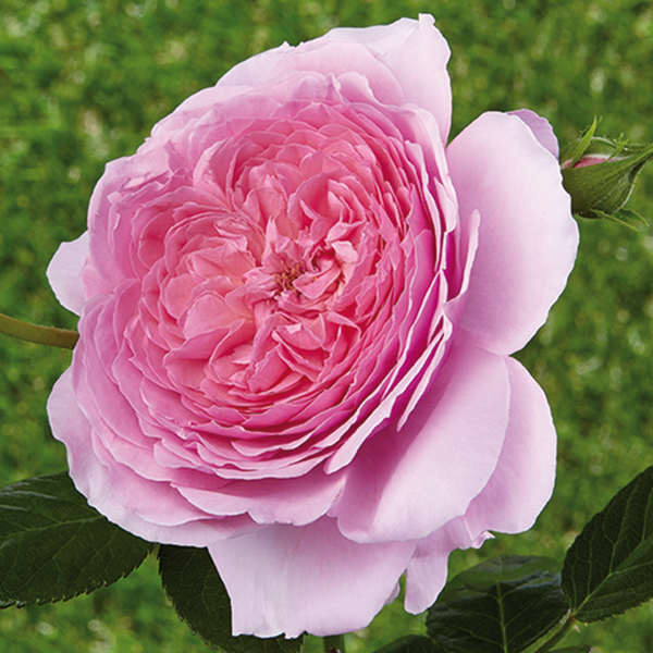 Rosa romântica