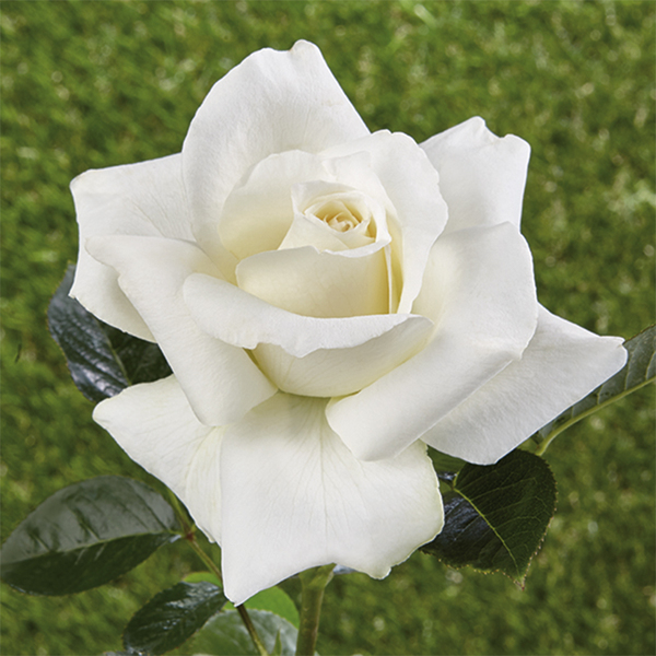 Rosa histórica