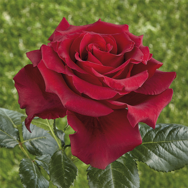 Rosa chá híbrida