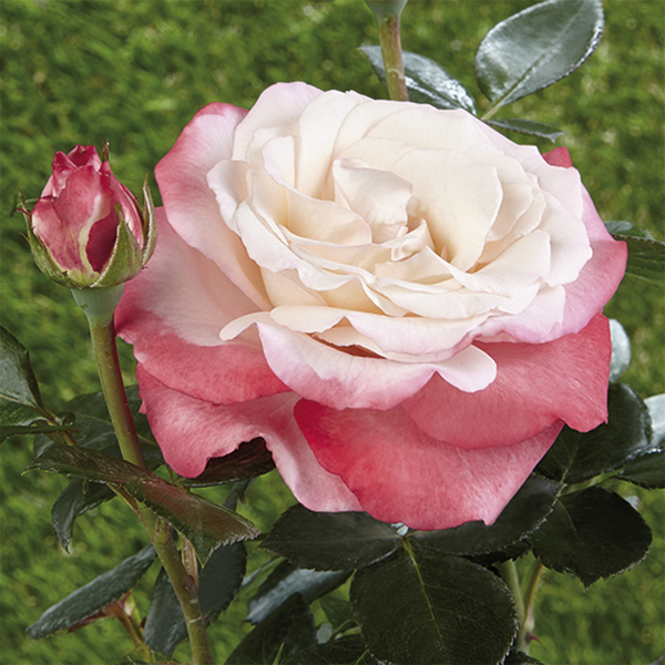 Rosa de canteiro