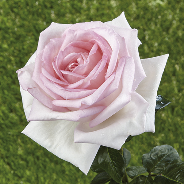Rosa de parque/arbustiva