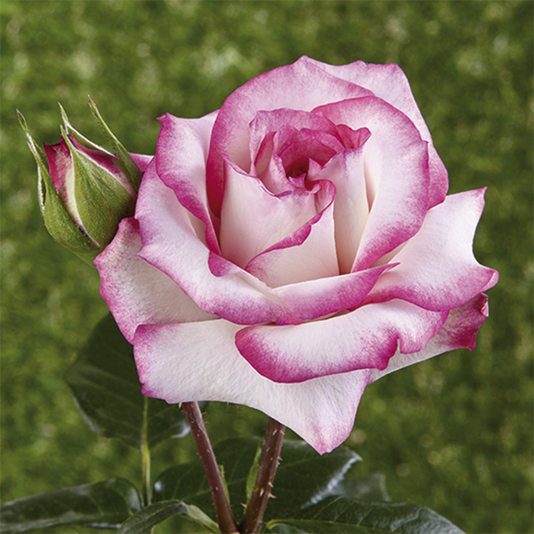 Rosas trepadeiras e sarmentosas