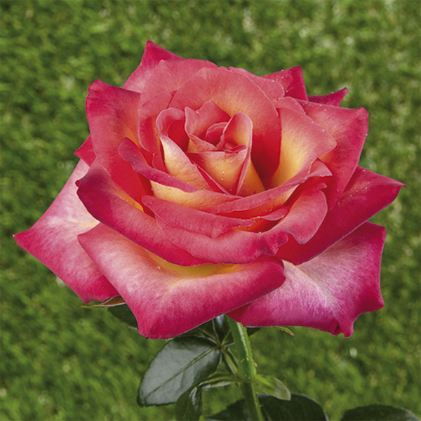 Mini - rosa anã
