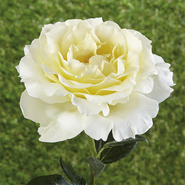 Rosas tapizantes